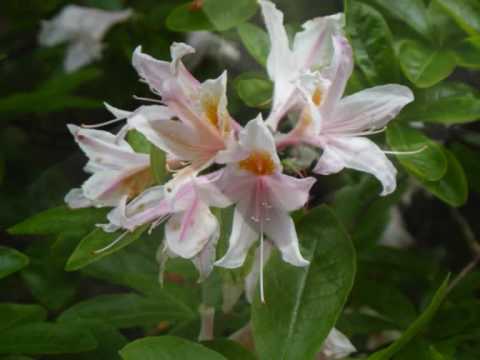 Enya - Flora's secret