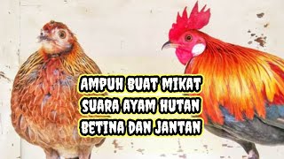 Download lagu Ori Suara pikat ayam hutan jantan dan betina mp3