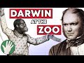 Darwin At The Zoo Objectivity 216