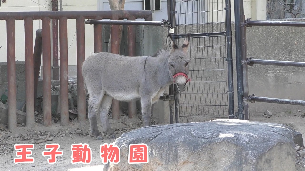 【王子動物園】 ロバのカップル（260219）