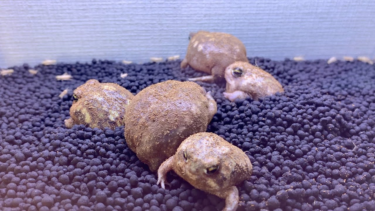 新しい仲間が増えました！癒し系アメフクガエル