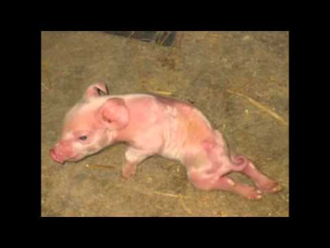 iChange GMOs PROJECT