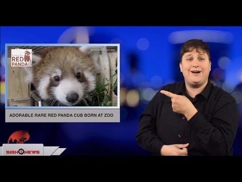 Adorable rare red panda cub born at zoo (ASL - 9.14.18)