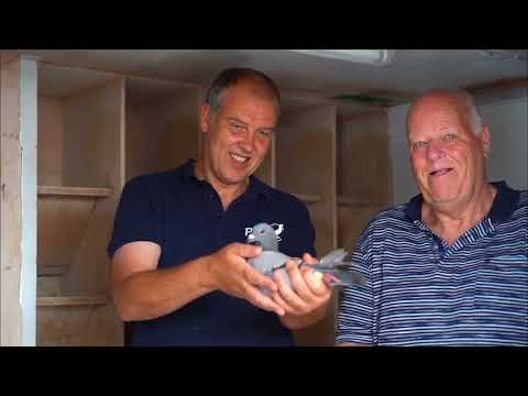 Racing Pigeon Champions: Inside the Winning Loft of Wim & Steven De Troy 🇧🇪