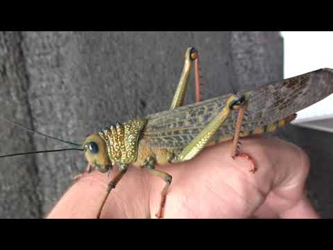 Riesenheuschrecke Wirbellosen Unboxing (Tropidacris cristata) / mein neues Haustier