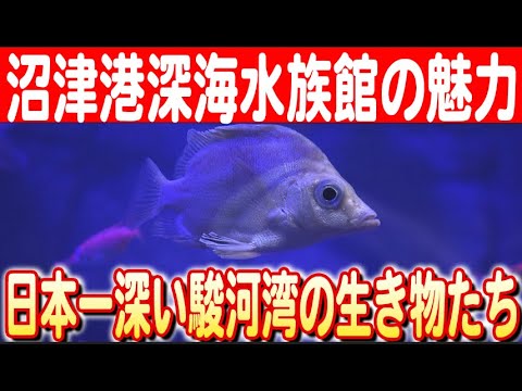 研究:メキシコ湾流は早ければ2025年にも干上がる可能性があり、その影響は壊滅的だろう