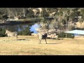 Baby Zebra Born At San Diego Zoo Safari Park 2014 01 15