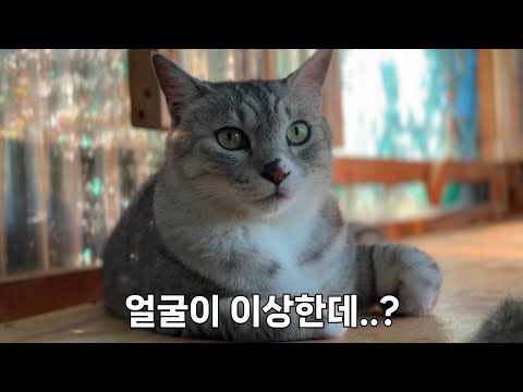 고양이 얼굴이 뭔가 이상해요