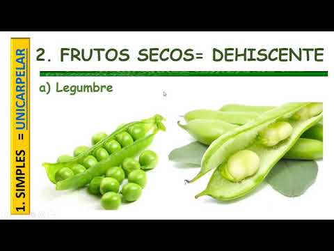 MORFOLOGIA DEL FRUTO II