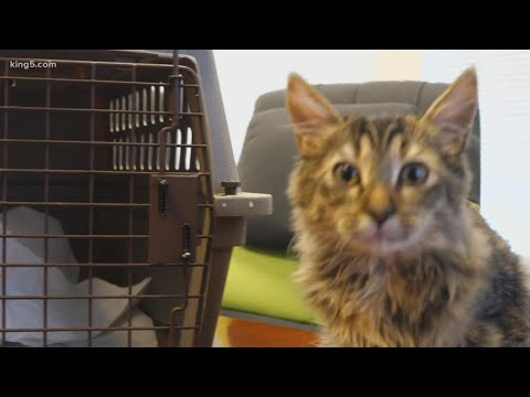 Former Amazon engineer says he created app to translate cat's meows - YouTube