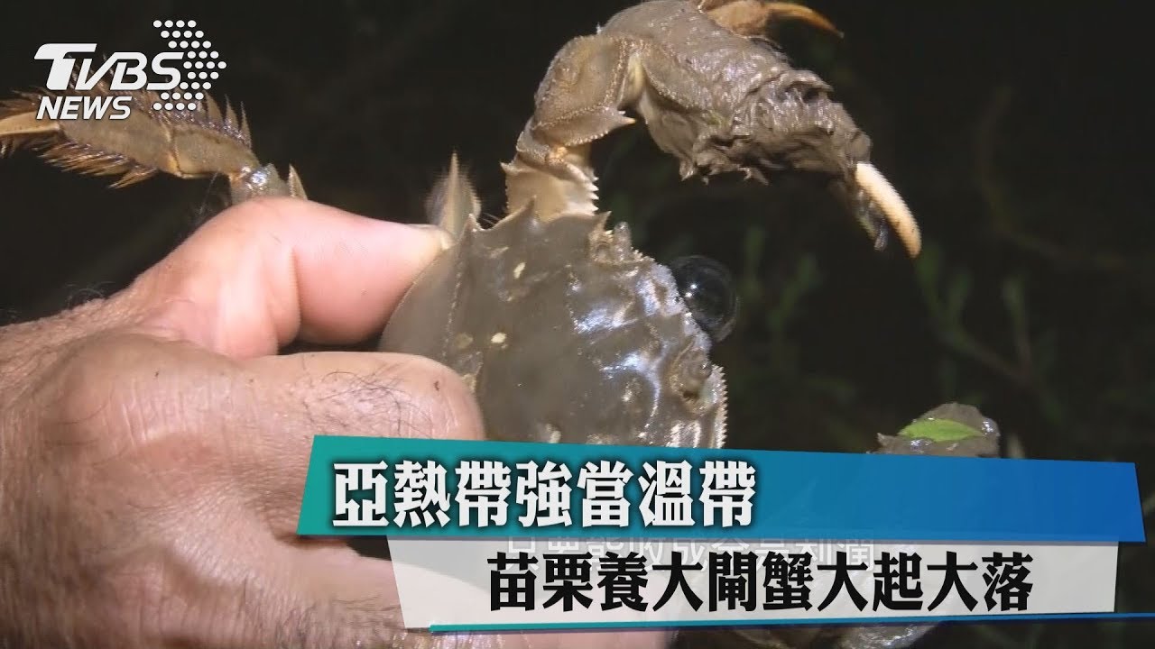 亞熱帶強當溫帶　苗栗養大閘蟹大起大落