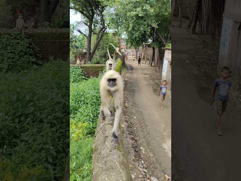 Hanuman Video Ji 👍