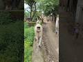 Hanuman Video Ji