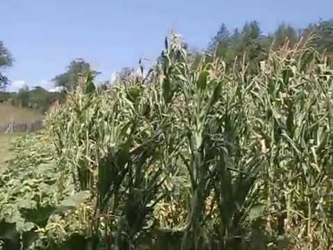 Satul românesc vara în Subcarpații Getici (Rădăcinești)