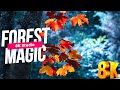 8k Video Amazing FOREST Hdr 8K VİDEO
