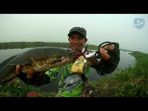 KHUSUS STRIKE MONSTER² GABUS, TERBESAR DI ROHIL