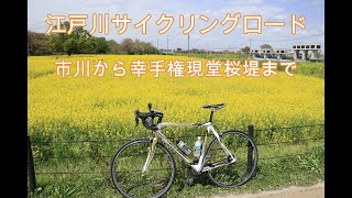 江戸川サイクリングロードを走って幸手権現堂桜堤までサイクリング