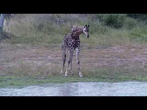 Djuma: Giraffe - 13:53 - 02/21/2022