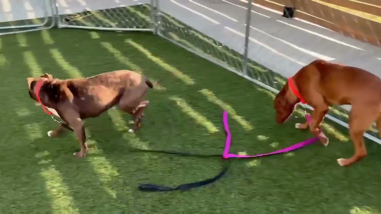 Enlarge Hot Cocoa, a Adoptable mixed breed in Hartsville, SC video 6/6