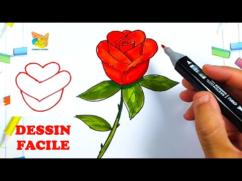 comment dessiner une rose rouge facilement pour débutant