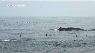 Bait ball / Minke Whale lunge feeding!