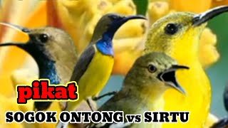 Download lagu suara pikat burung sogok ontong ribut kombinasi suara burung sirtu paling ampuh durasi panjang 1 jam mp3