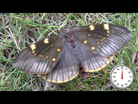 Rare Insect: One-Minute Lifecycle - Paradirphia fumosa - Smoky Emperor Moth from Mexico