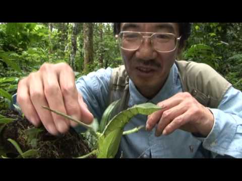 サカダチコノハナナフシの威嚇