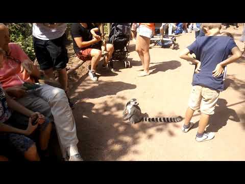 Чудернадські обезьянки у парку AviFauna