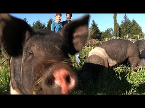 The Animals are Allies at Inspiration Farm