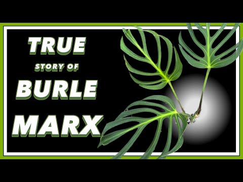 The Story of Burle Marx | Mini Plant Doc