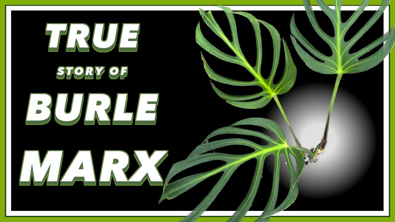 The Story of Burle Marx | Mini Plant Doc