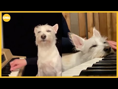 Dog goes viral for his love of mom's music - YouTube