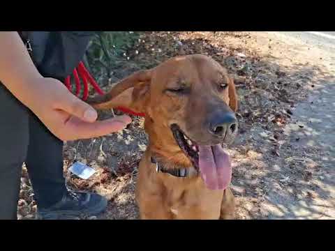 Vídeo de OLLIO