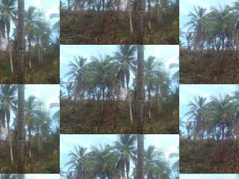 TEEBONE - HARD WORK DWEET - (Official Audio)