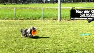 preview picture of video 'Mad About DogFrisbee 6 [slow motion]'