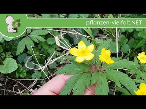 Gelbes Windröschen - Blätter & Blüten - 12.04.18 (Anemone ranunculoides)  - Wildpflanzen-Bestimmung