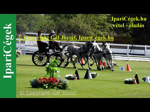 Fogathajtás, Magyarok akadályhajtása, Négyesfogathajtó EB, Bp., 2021., 4K, sv4K210905-9-220806