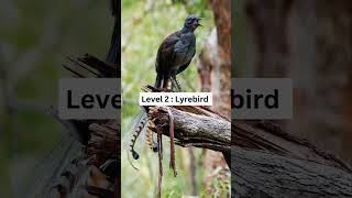 Download lagu Suara burung seram #lucu #rasa ingin tahu mp3