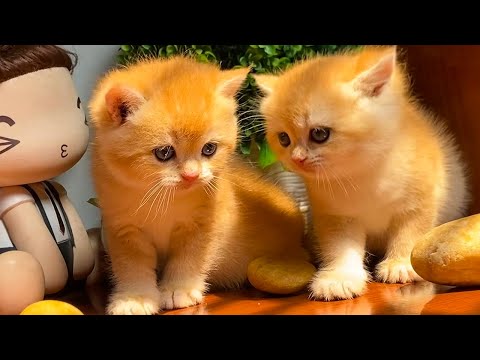Beautiful kittens running around the yard - Cool cat videos - Cat sounds