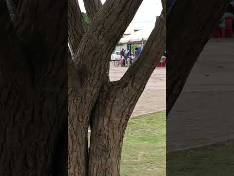 a praça da matriz de Petrolândia Pernambuco