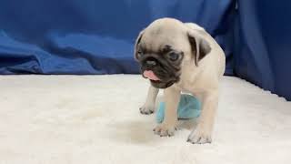パグの動画01