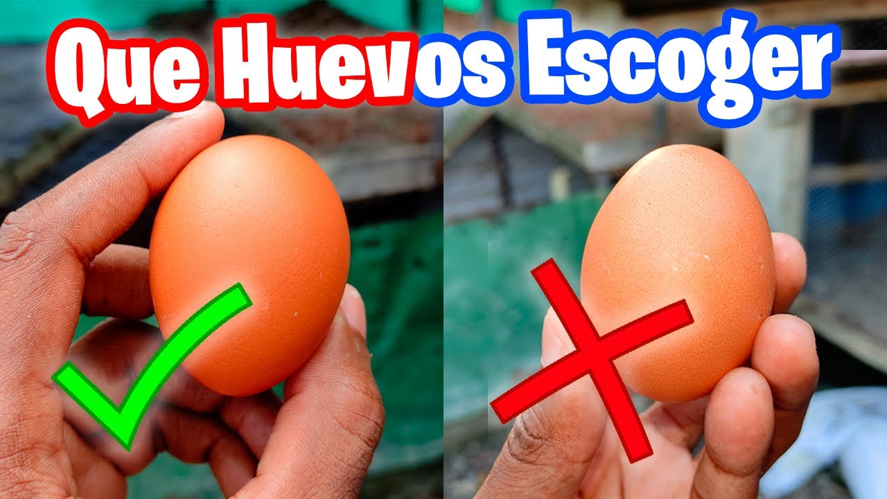 Watch Como Escoger los Huevos para Incubar 🥚🐣 Que Huevos ponerle a una Gallina Clueca Now Como Escoger los Huevos para Incubar 🥚🐣 Que Huevos ponerle a una Gallina Clueca