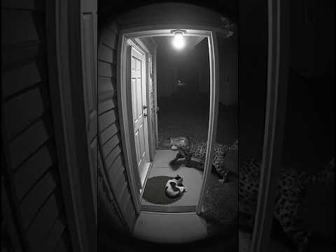 Brave House Cat Stands Up to a Leopard at Night
