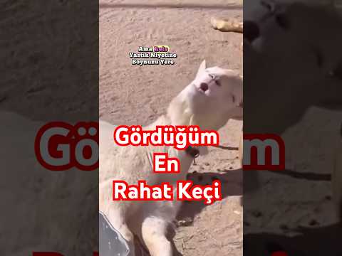 Bu keçi aşırı keyifli 🐐 🤩 #shorts