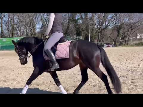 Stute von Morricone x Lord Loxley