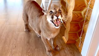 Поведение Месси изменилось с наступлением весны! Новые способы развлечь и у?