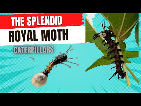 The Splendid Royal moth caterpillars- Citheronia Splendens