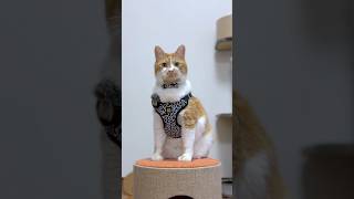 お帽子有無どっちがいい🐈？　#かわいい #cat #猫のいる暮らし #もんちゃん #猫動画 #ねこ #ネコ #猫の散歩 #おすすめにのりたい