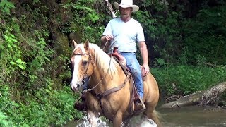 Spark on trails.  Palomino QH Gelding.  Fun, safe trail mount.